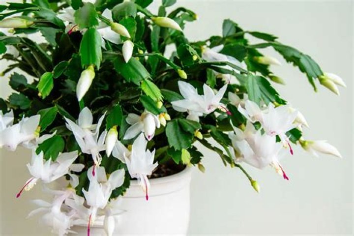 15 Captivating Facts About White Christmas Cactus
