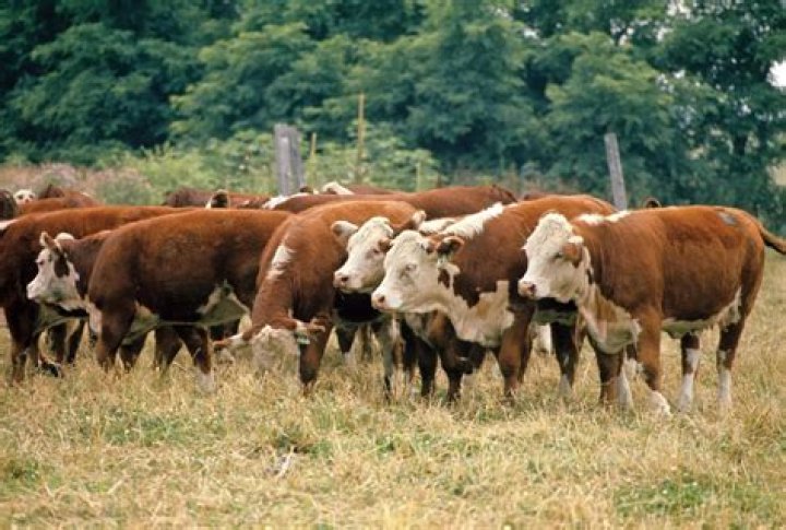 18 Beef Cattle Facts - Facts.net
