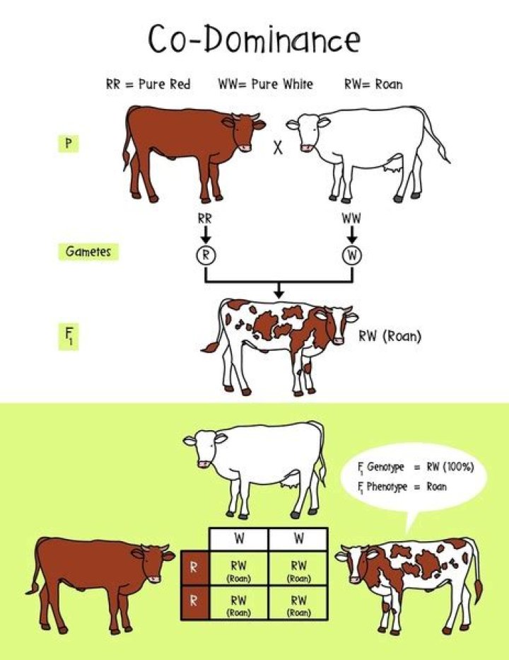 A Tale Of Dominance And Humor