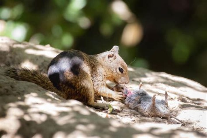 Can Squirrels Feast On Meat?