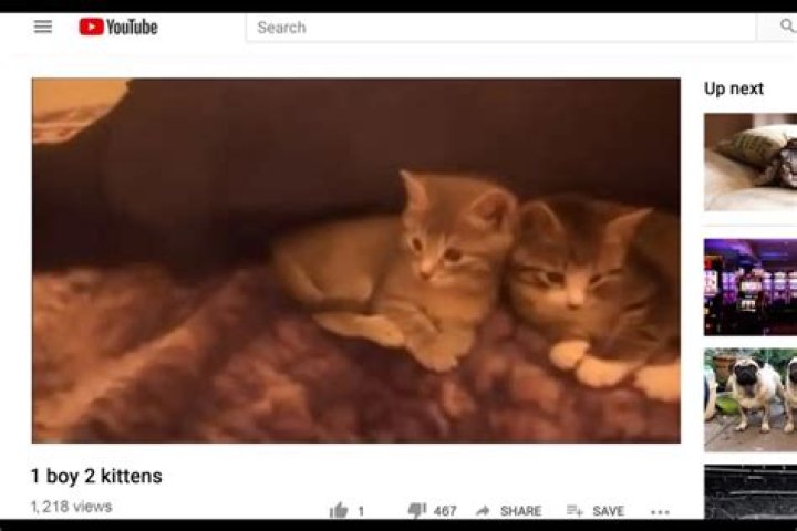 Insights Into The "1 Guy 2 Kittens" Case