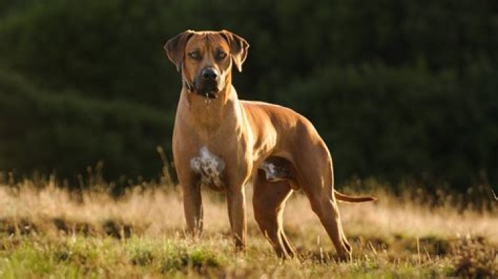 The Dog Breed That Once Hunted Lions ·