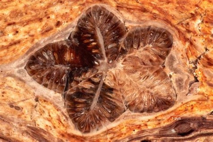 Unraveling The Extraordinary Discoveries Of Thomas W. Campbell