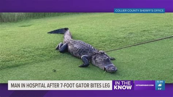 Unveiling The Truth Behind Gator Attacks: Uncover Hidden Insights