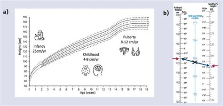 Unveiling Tom Selleck's Stature: A Comprehensive Height Guide